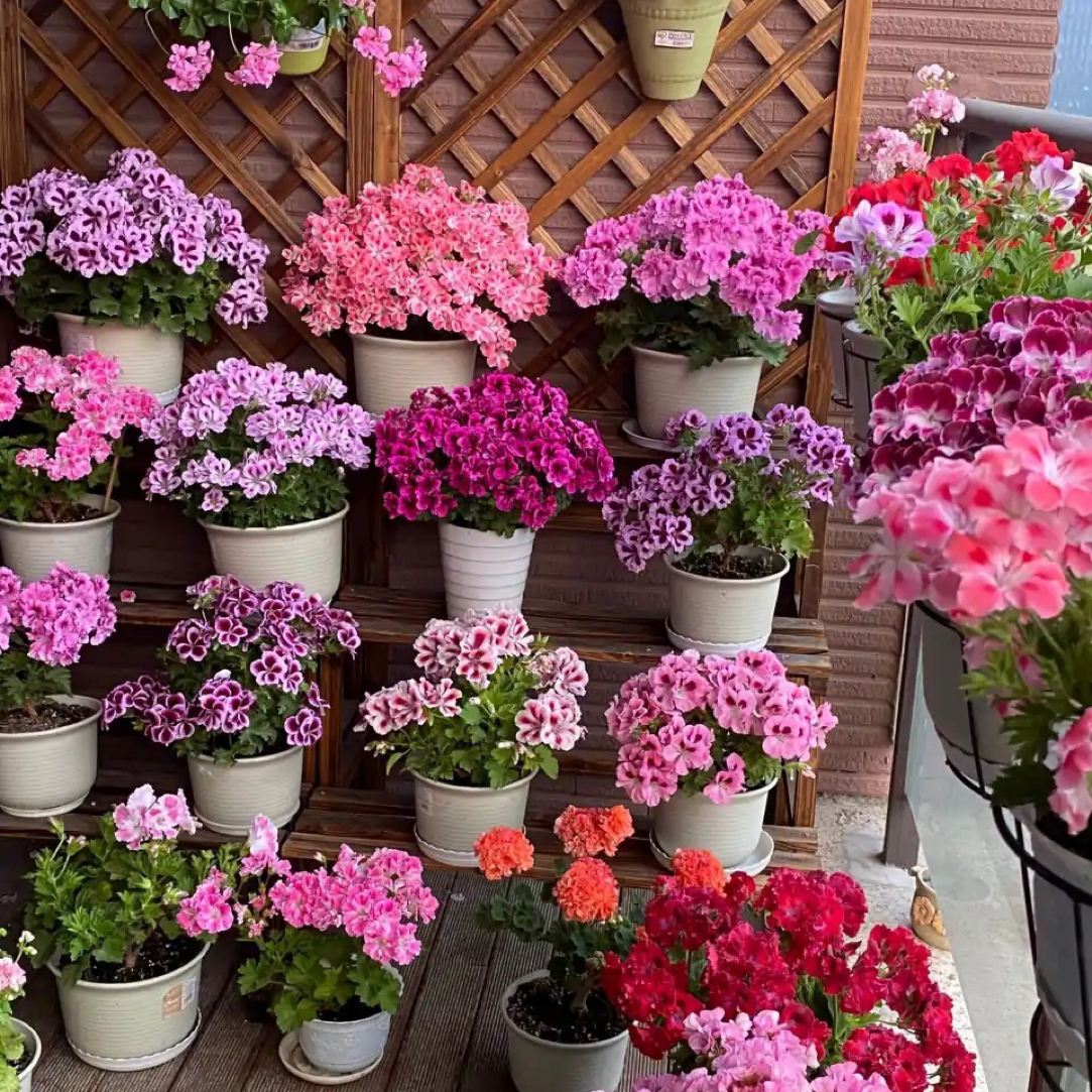 [5号套餐]3颗蝴蝶梅随机搭配不挑品种