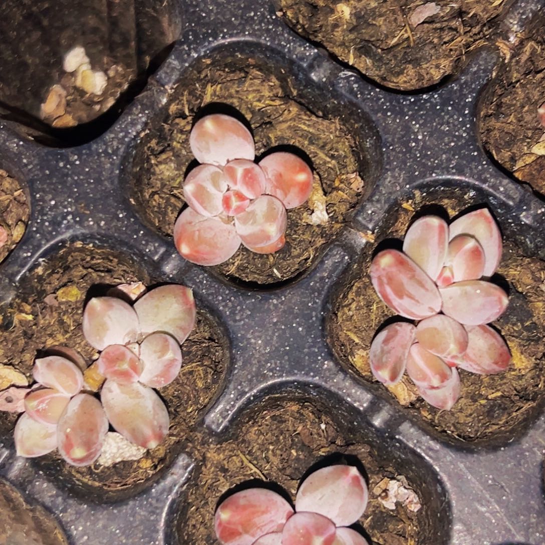 5颗 美人精品系列