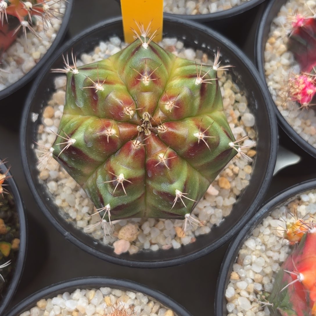 171-1212泰国发货多肉