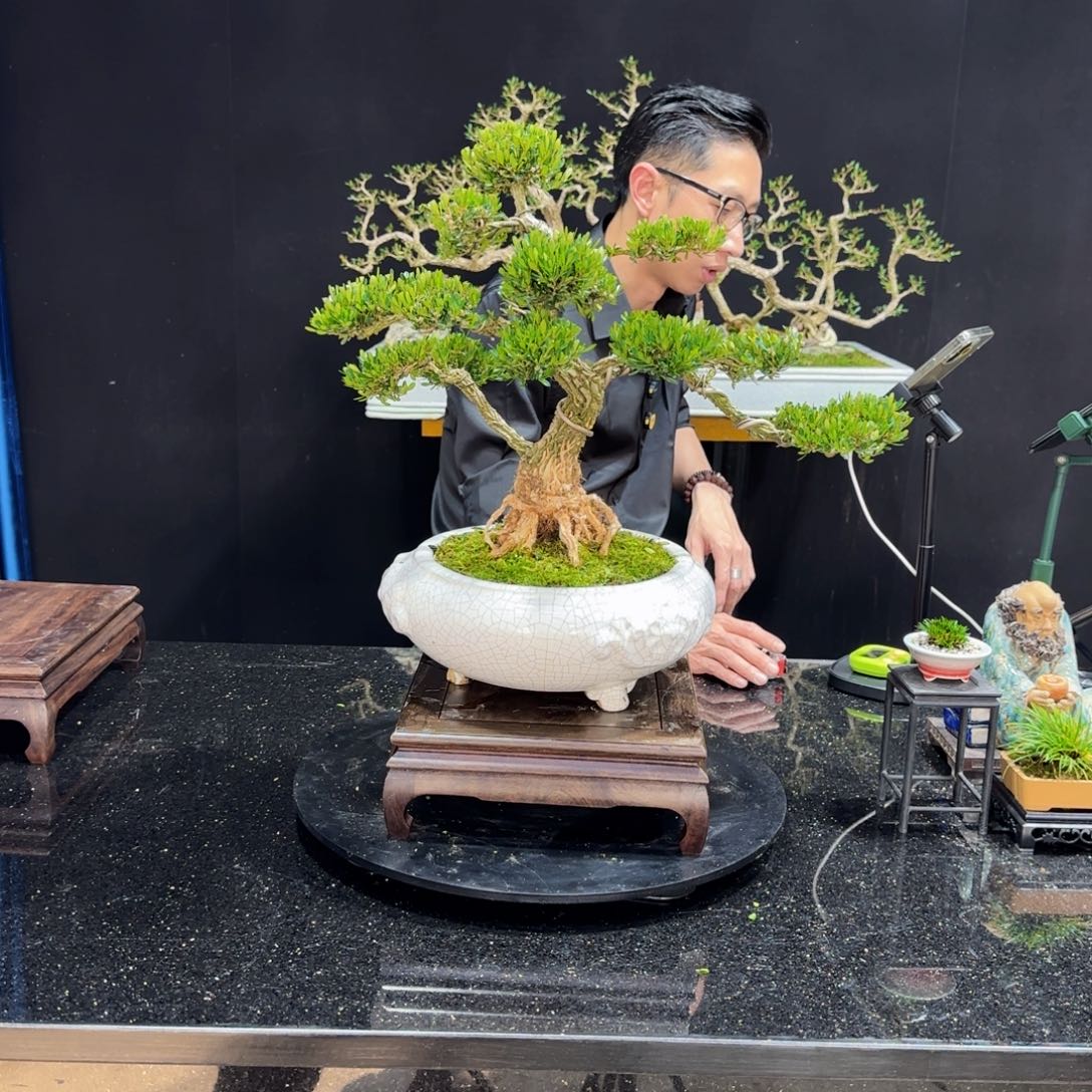 黄杨室内室外盆景艺术