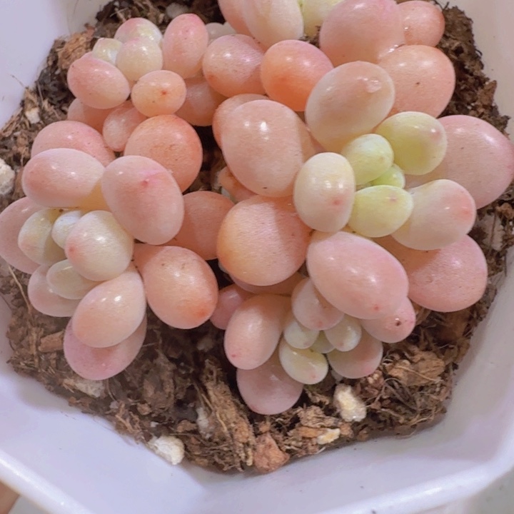 洛可可鱼子酱八角盆一颗