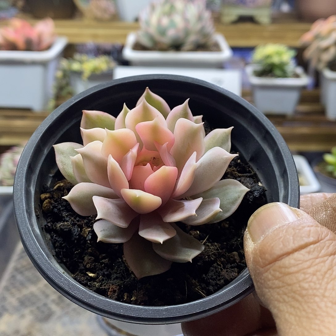 15112 粉蝶覆轮锦