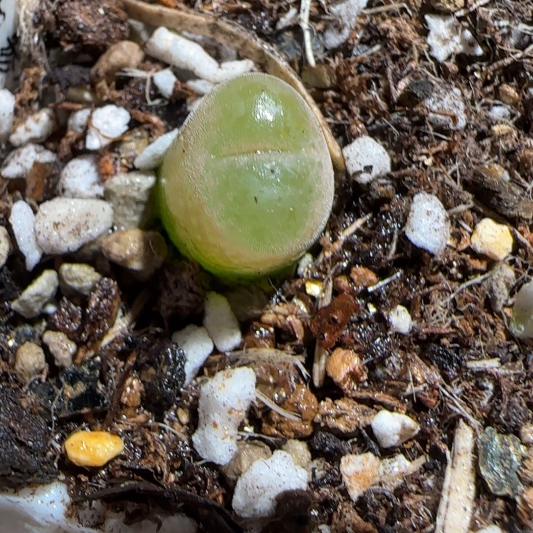 肉锥多肉植物组合-6km风铃1460