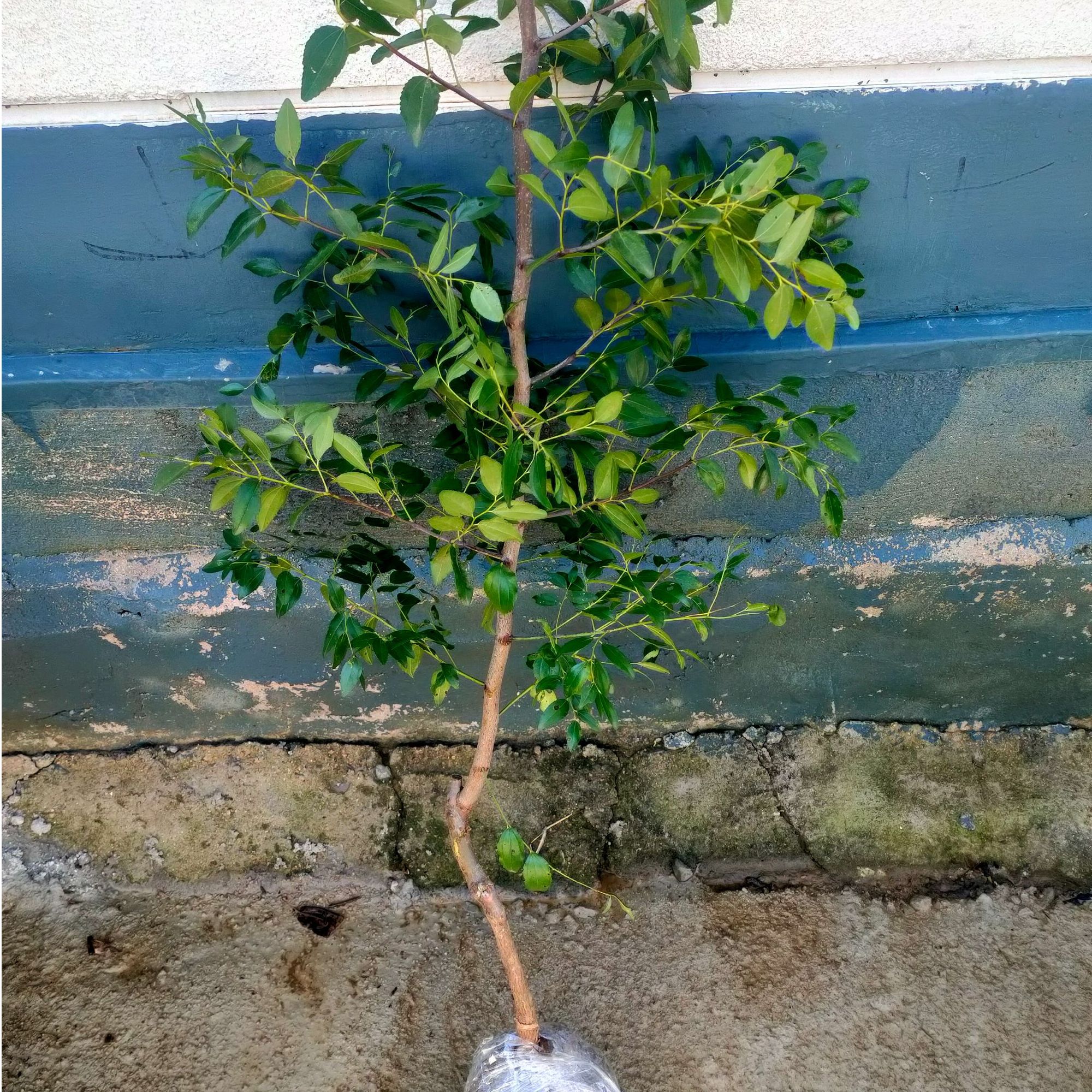 xuji/栩季冰糖脆枣盆栽地栽庭院南方北方种植枣树