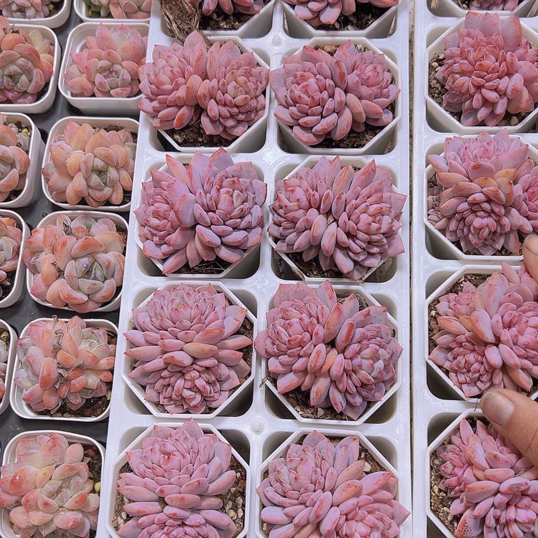 精品大玉芙蓉19包邮多肉