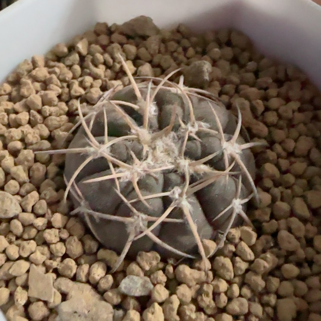 实生伏刺天平多肉