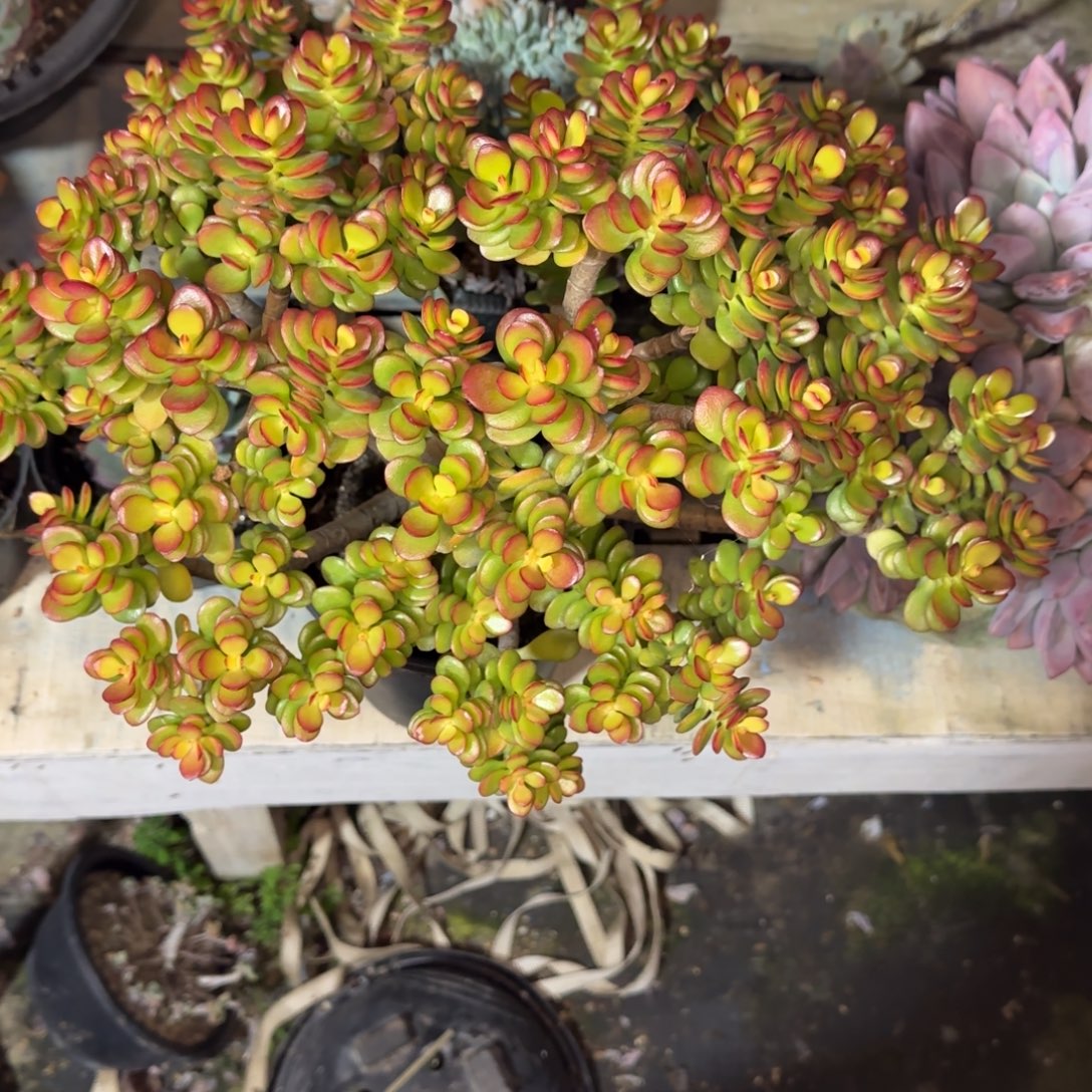 多肉植物多肉植物