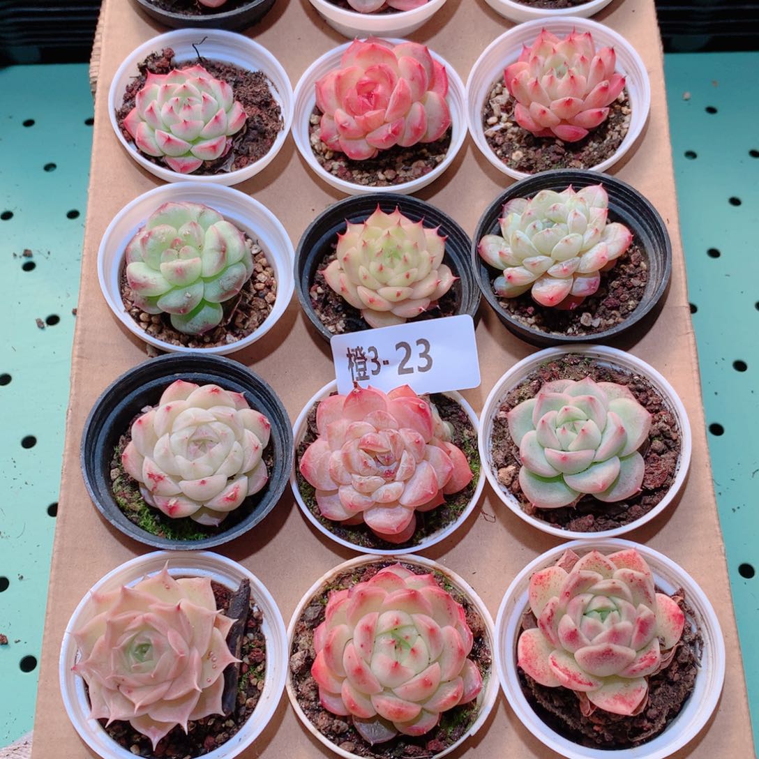 3-23一物一拍多肉带盆18颗