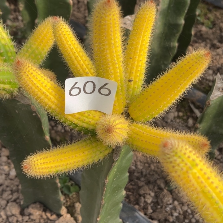 大***斌彩五注锦^_^^_^^_^606