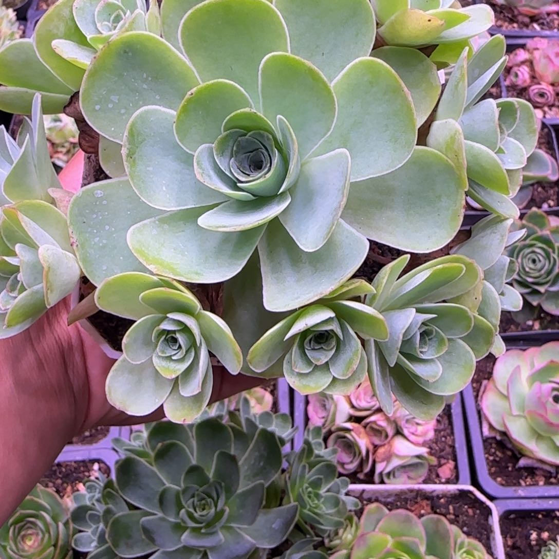 初晨捧花玫瑰11厘米11434424373