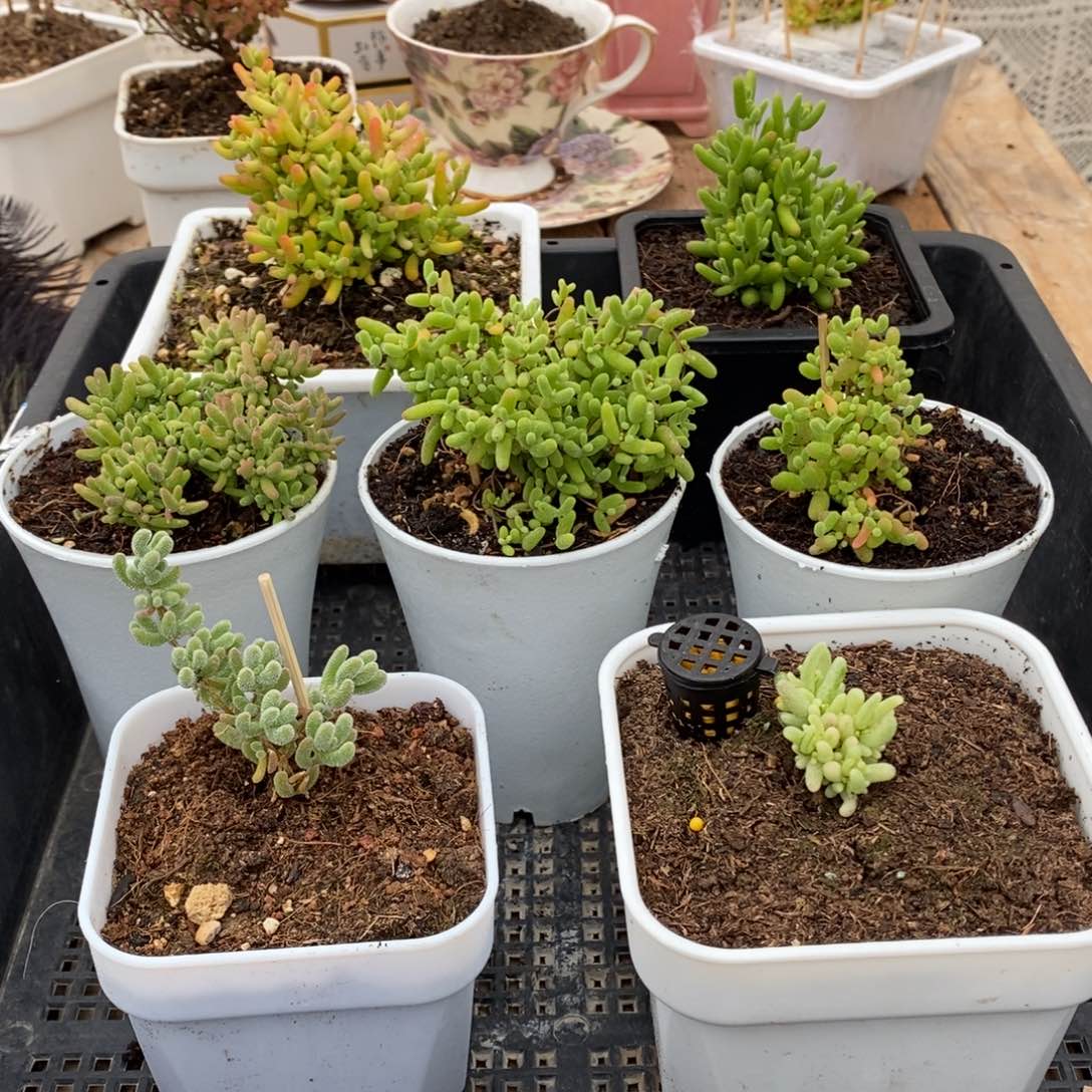 枝干番杏多肉植物384