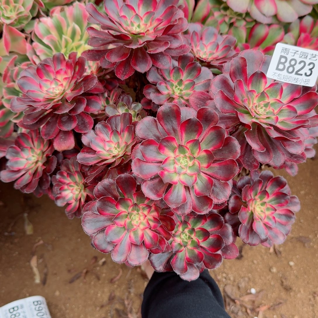 香奈儿多肉植物823号