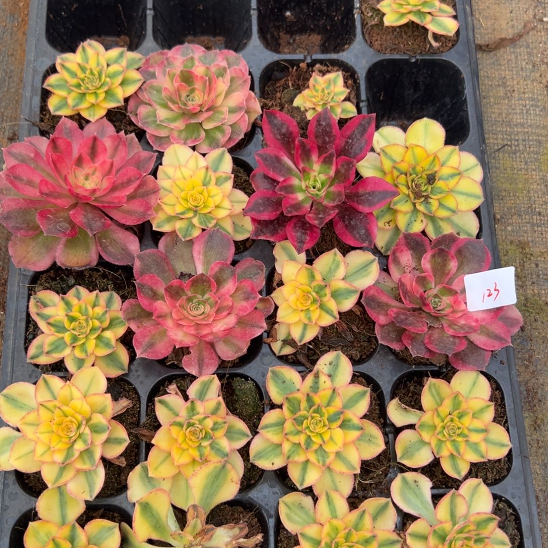 123一盘多肉嘻嘻嘻