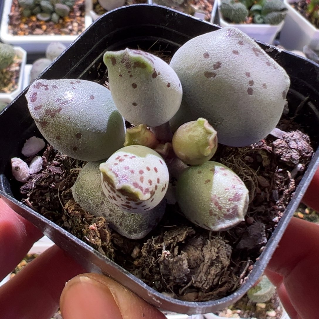 丸叶海豹多肉植物
