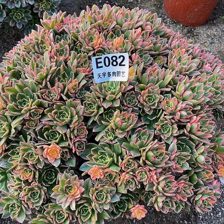 多肉甜茶082多肉