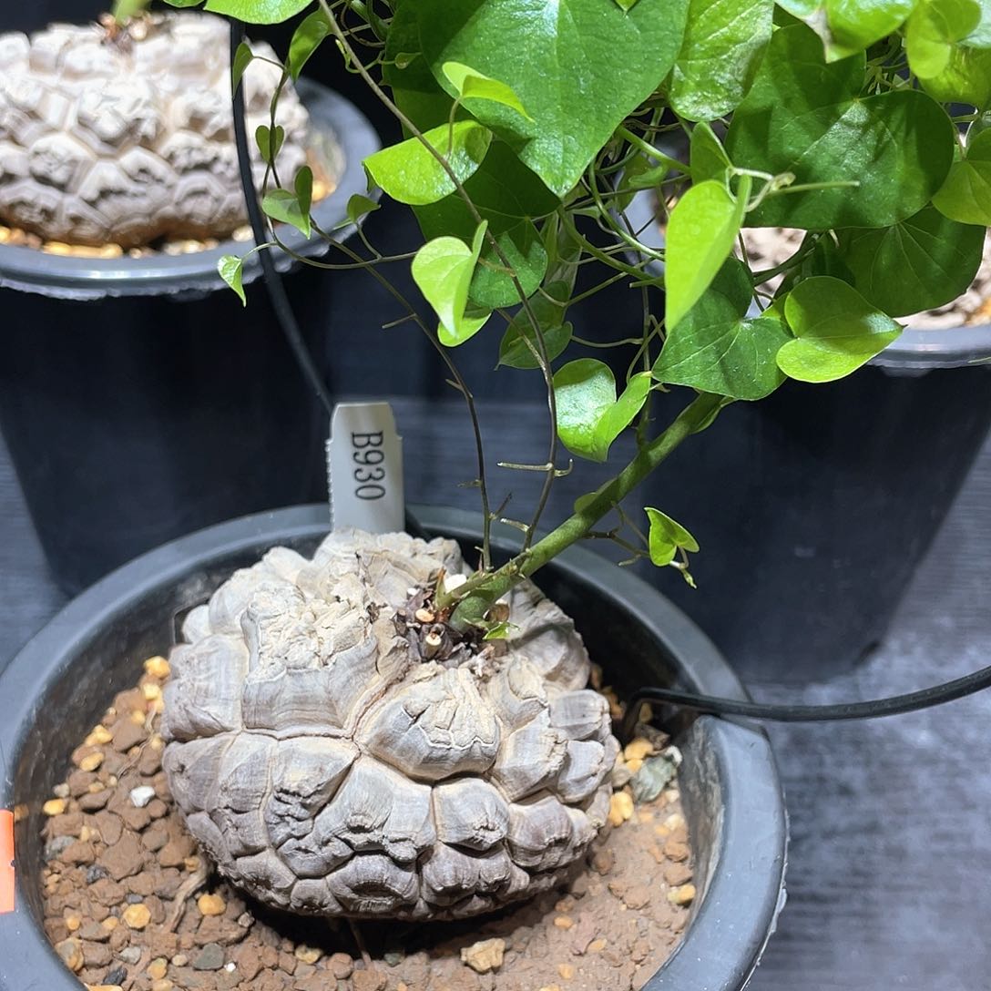 930号龟甲龙8.3公分