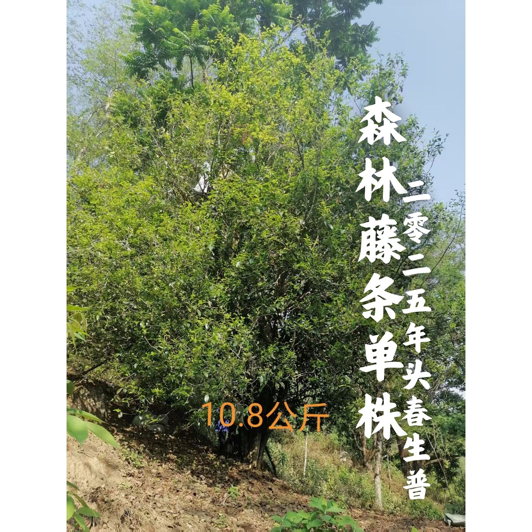 【单株专拍】2025年 邦旭 森林藤条单株 头春古树普洱生茶散茶