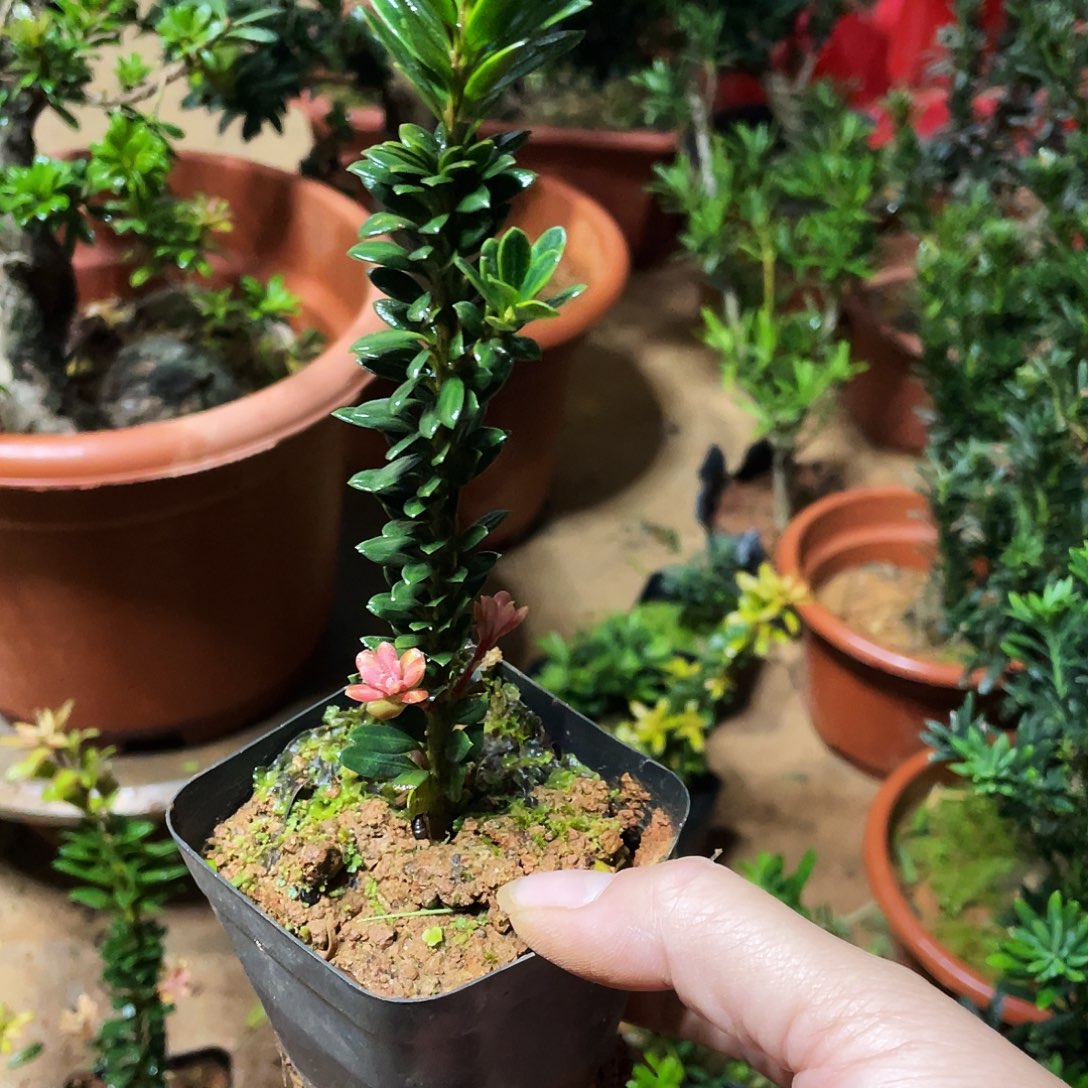 用***7无花朵罗汉松盆景罗汉松