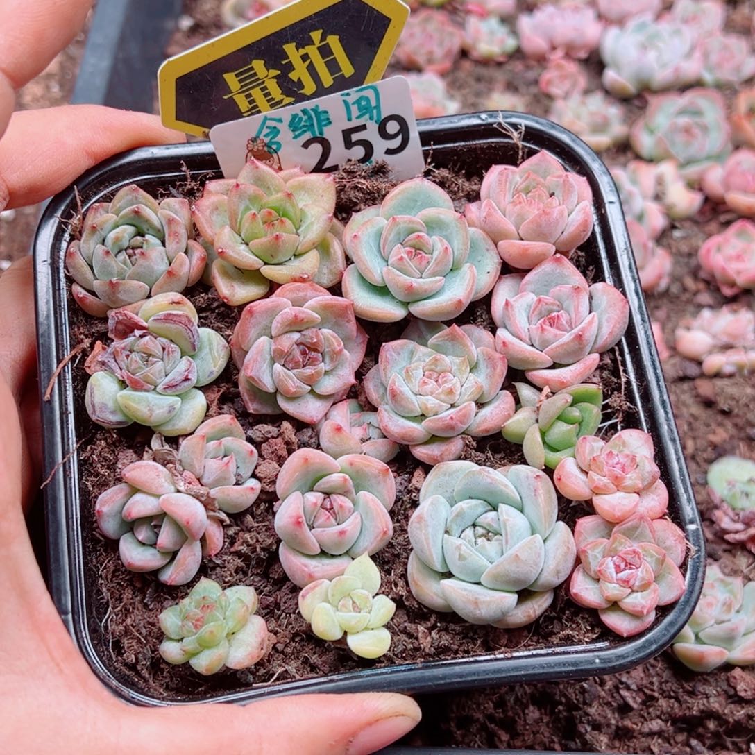 多肉植物多肉植物