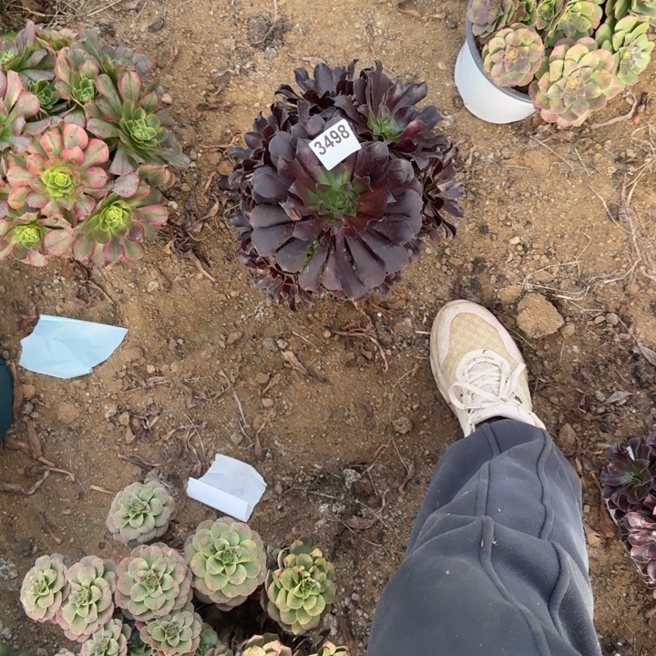 3498 清棚处理不包断枝