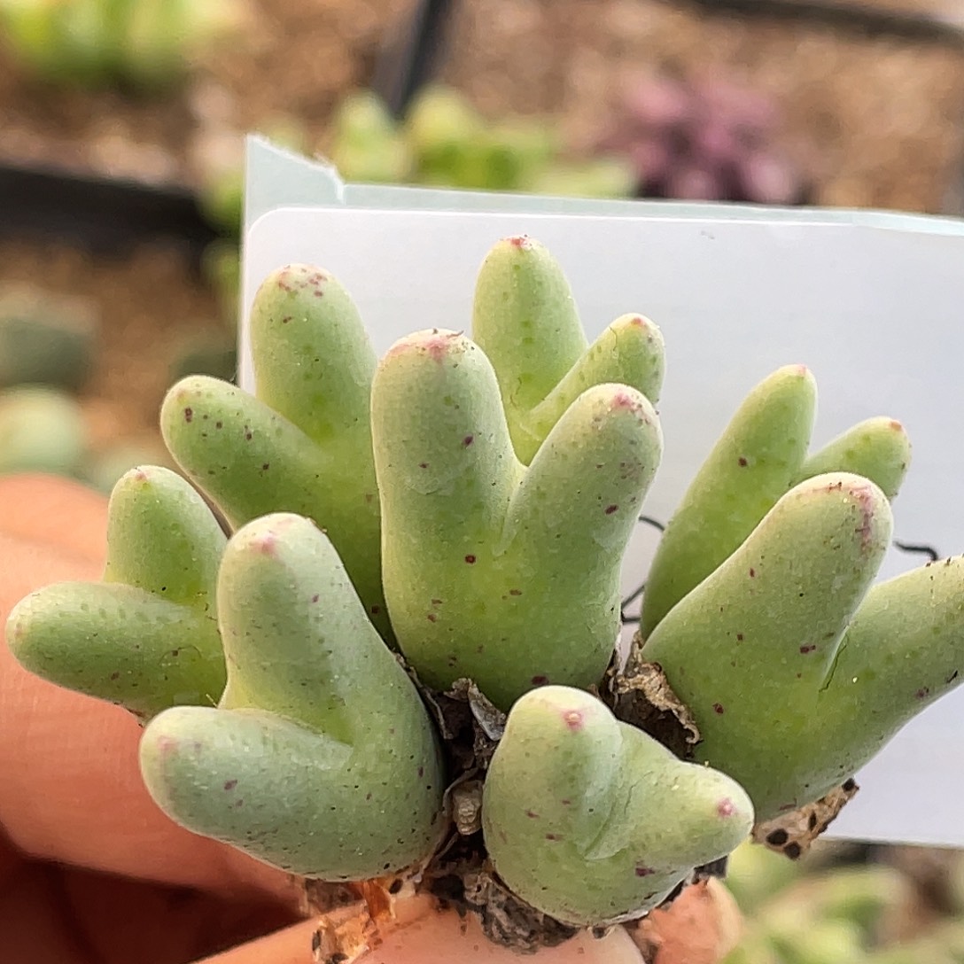 2-177猪蹄多肉植物