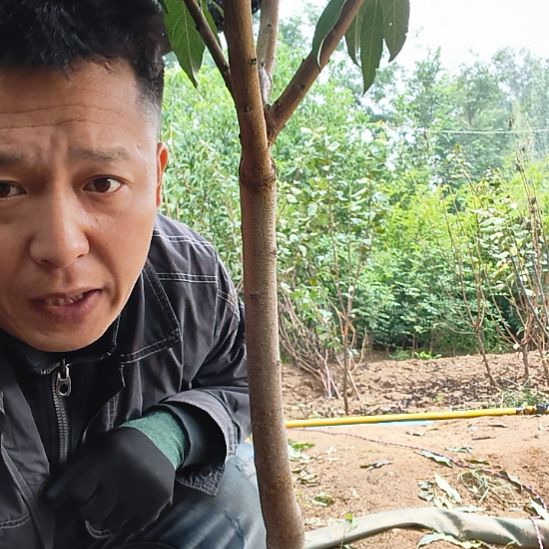 桃树一物一拍南北方种植