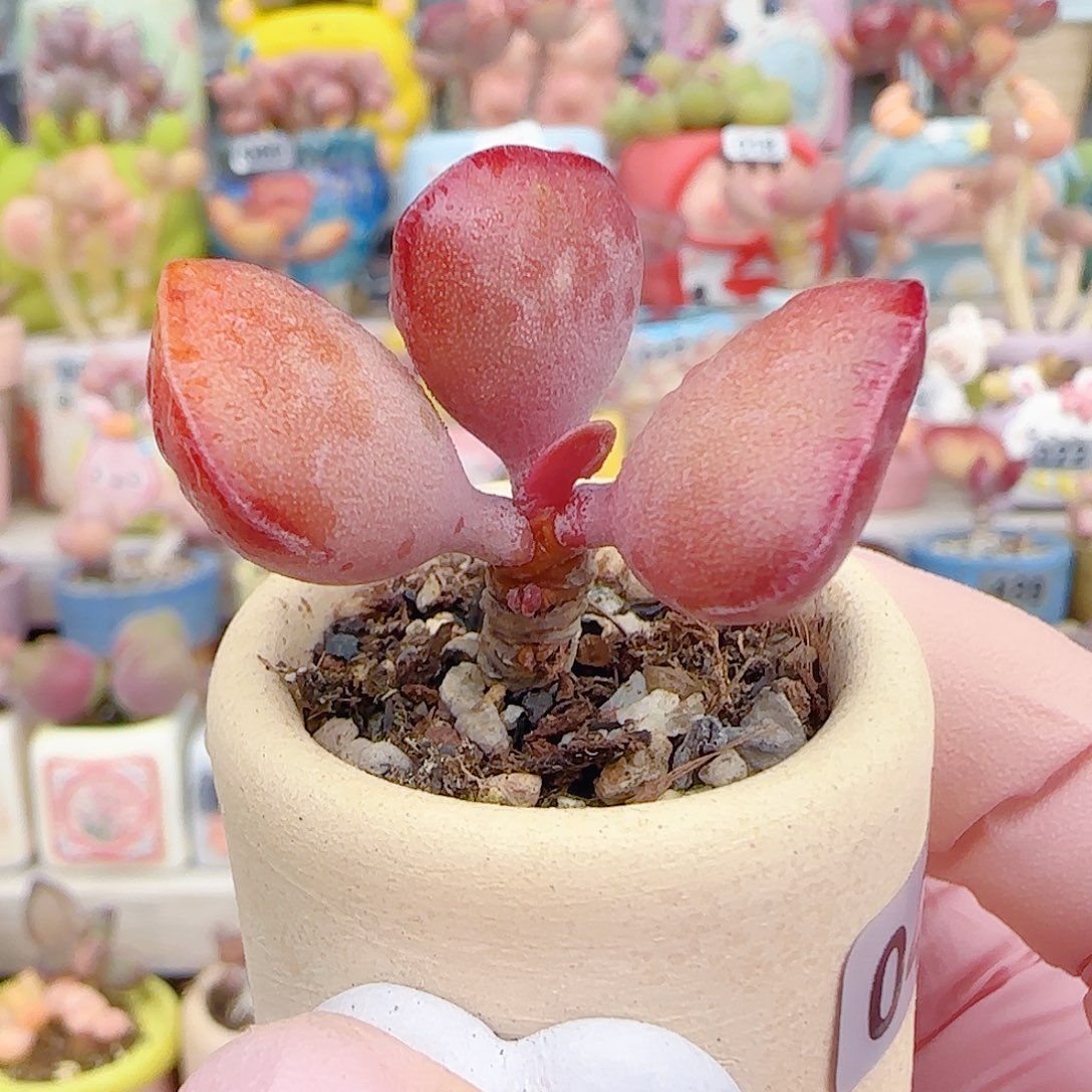  L 思爱心水泡 盆口3cm