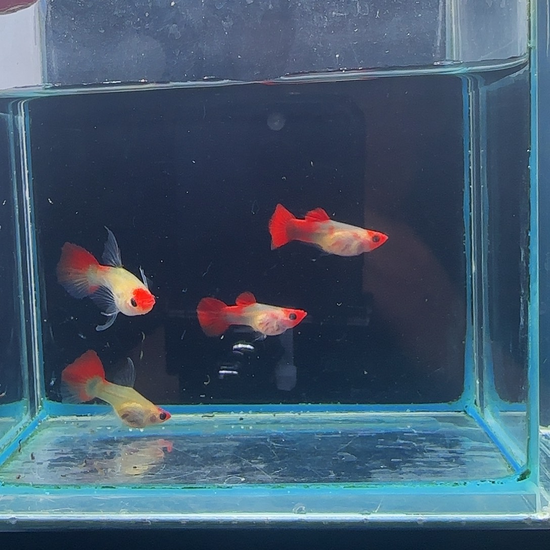 孔雀鱼红头玻璃猫2对