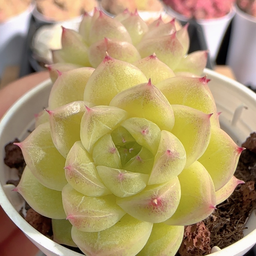 多肉1226-136质感麦秆