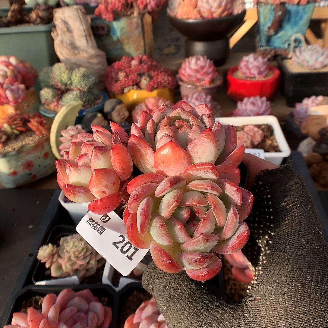 201全明星多肉植物366