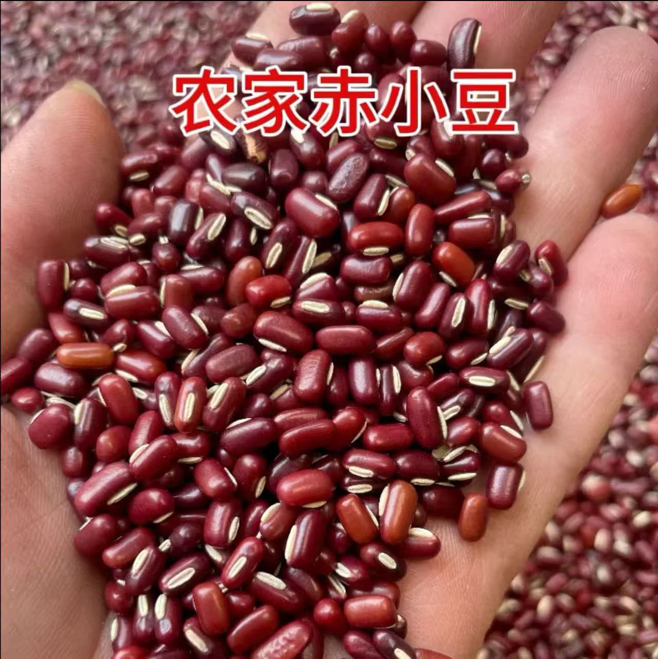 广西土货新货赤小豆长粒红豆农家土货煮粥煲汤打豆浆五谷杂粮粗粮