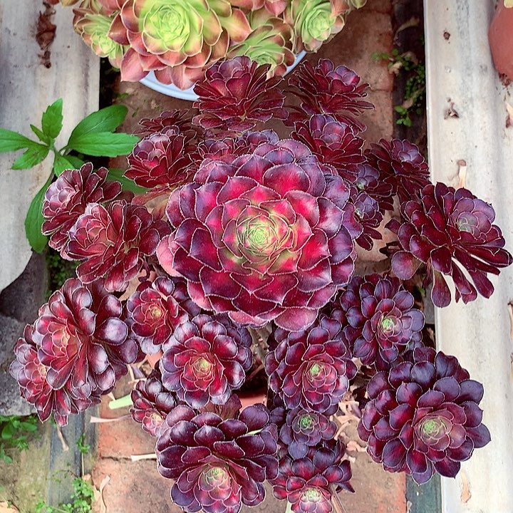 晚霞的，多肉植物