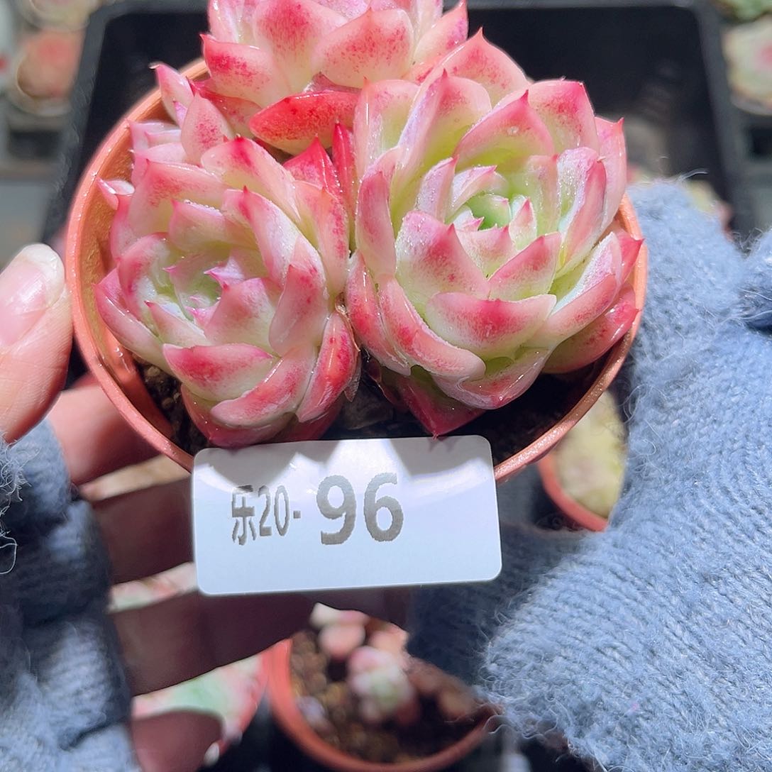 木乐20-96孤心群