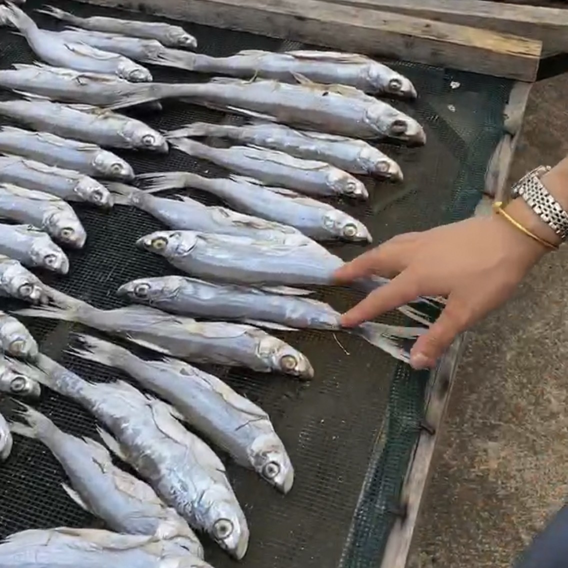 江西特产农家自晒翘嘴鱼刁子鱼  新鲜自然风干小鱼干原产地直发