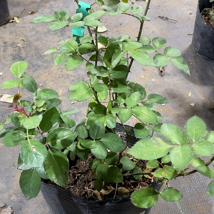 当前无花朵，栽培后可花朵紫荔枝