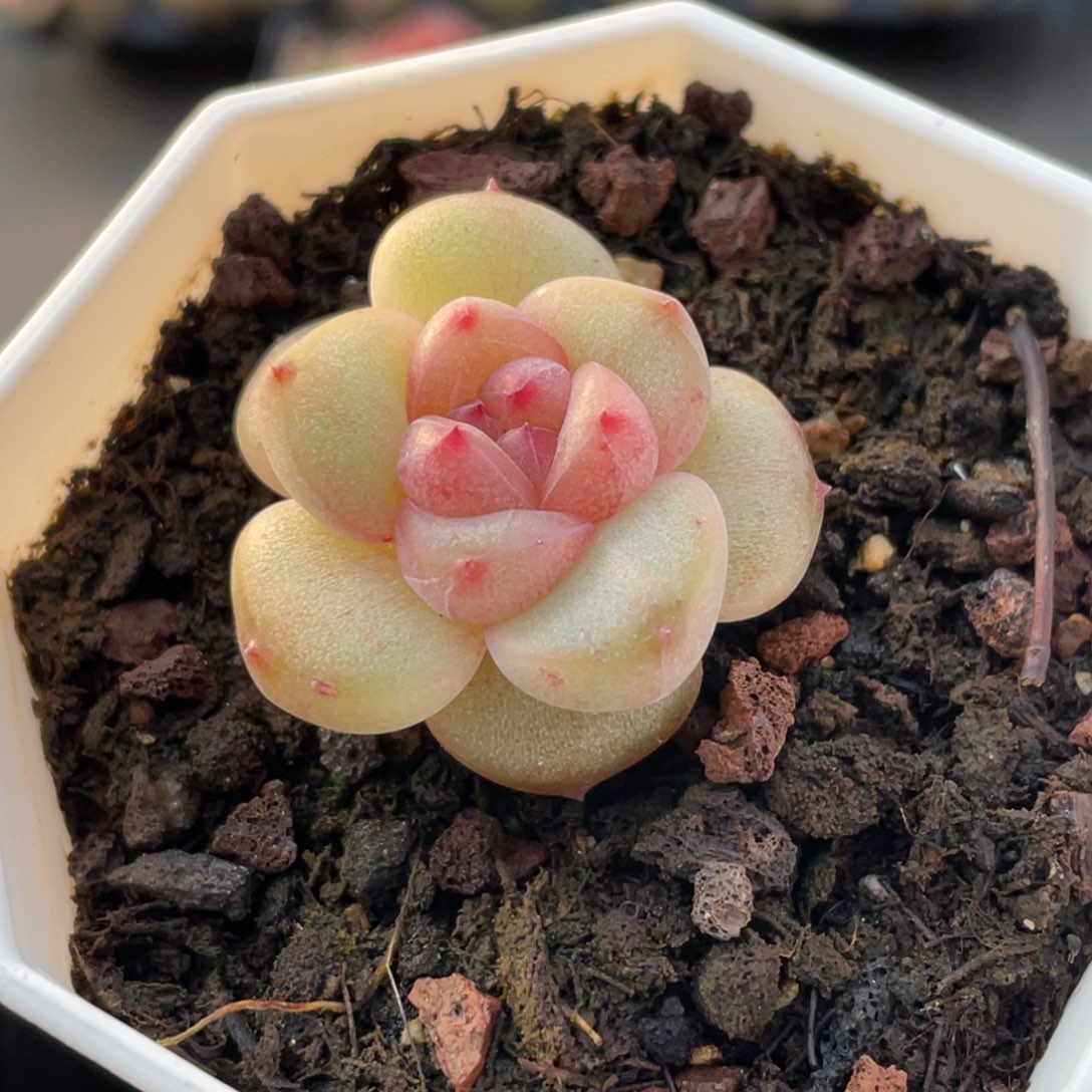 579号糖心冰心珍妮