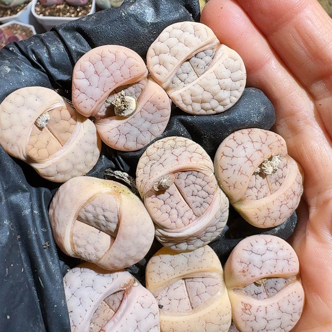 生石花3322222。   173