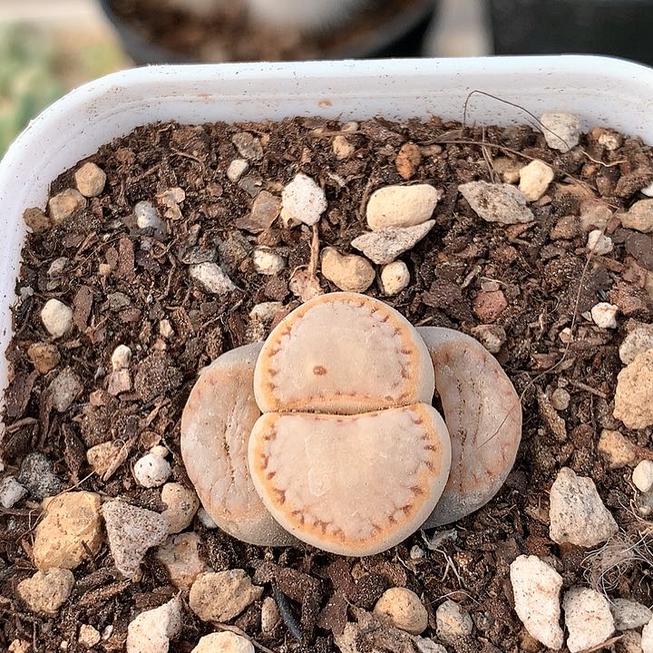 饼干非常非常好看