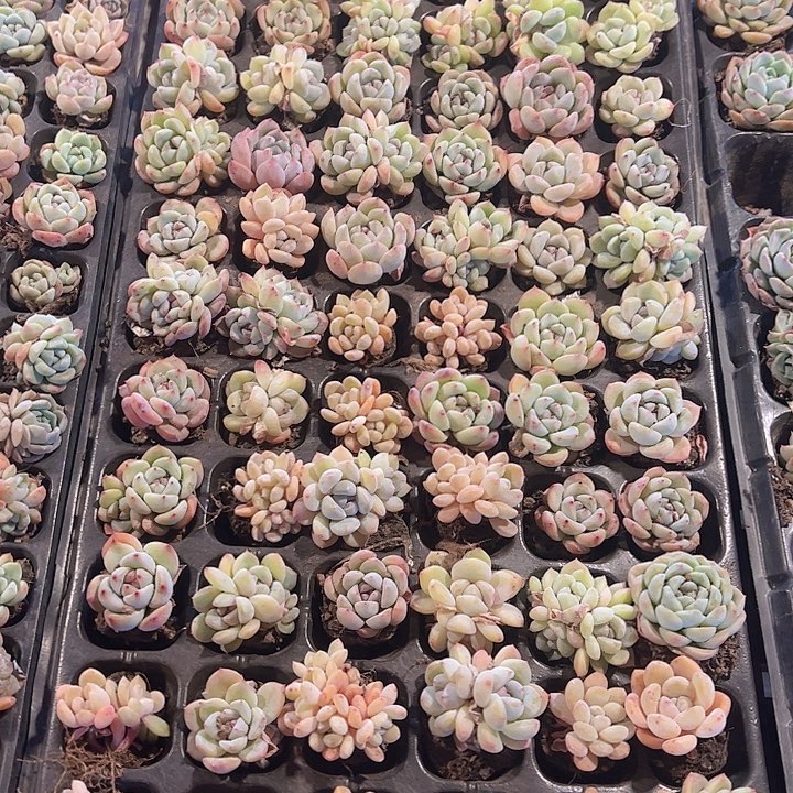 直播福利一物一拍578