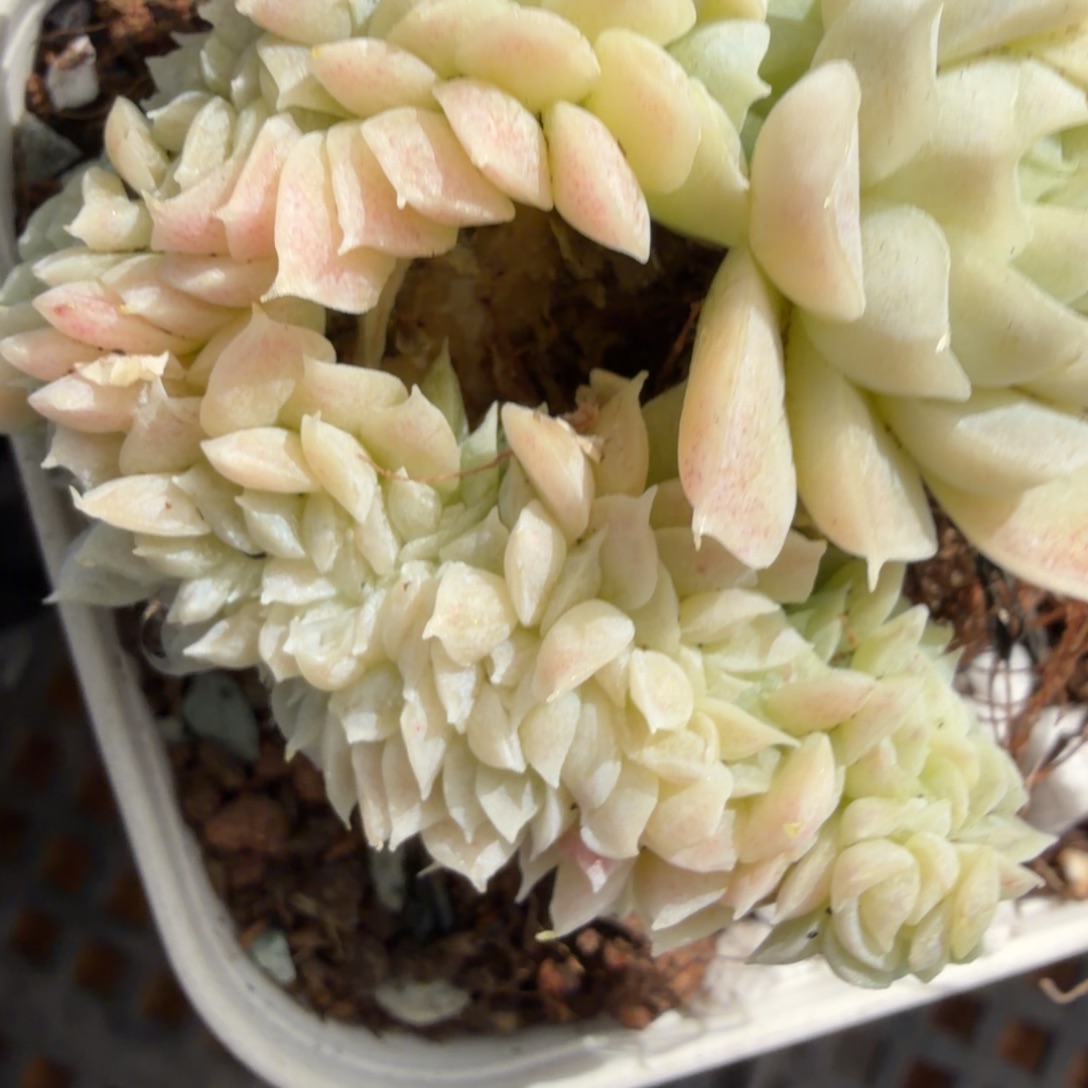 82东篱下多肉植物哈哈