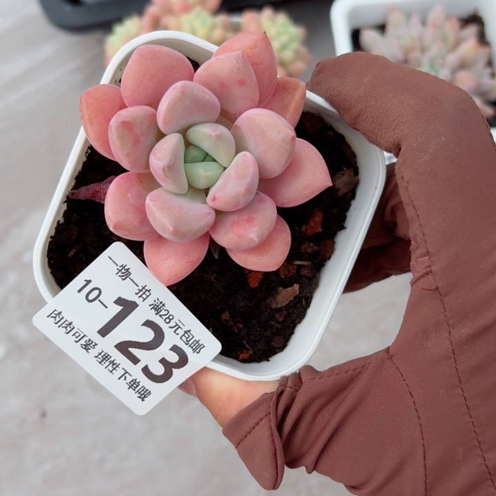 花斑鹿无盆土发货多肉无