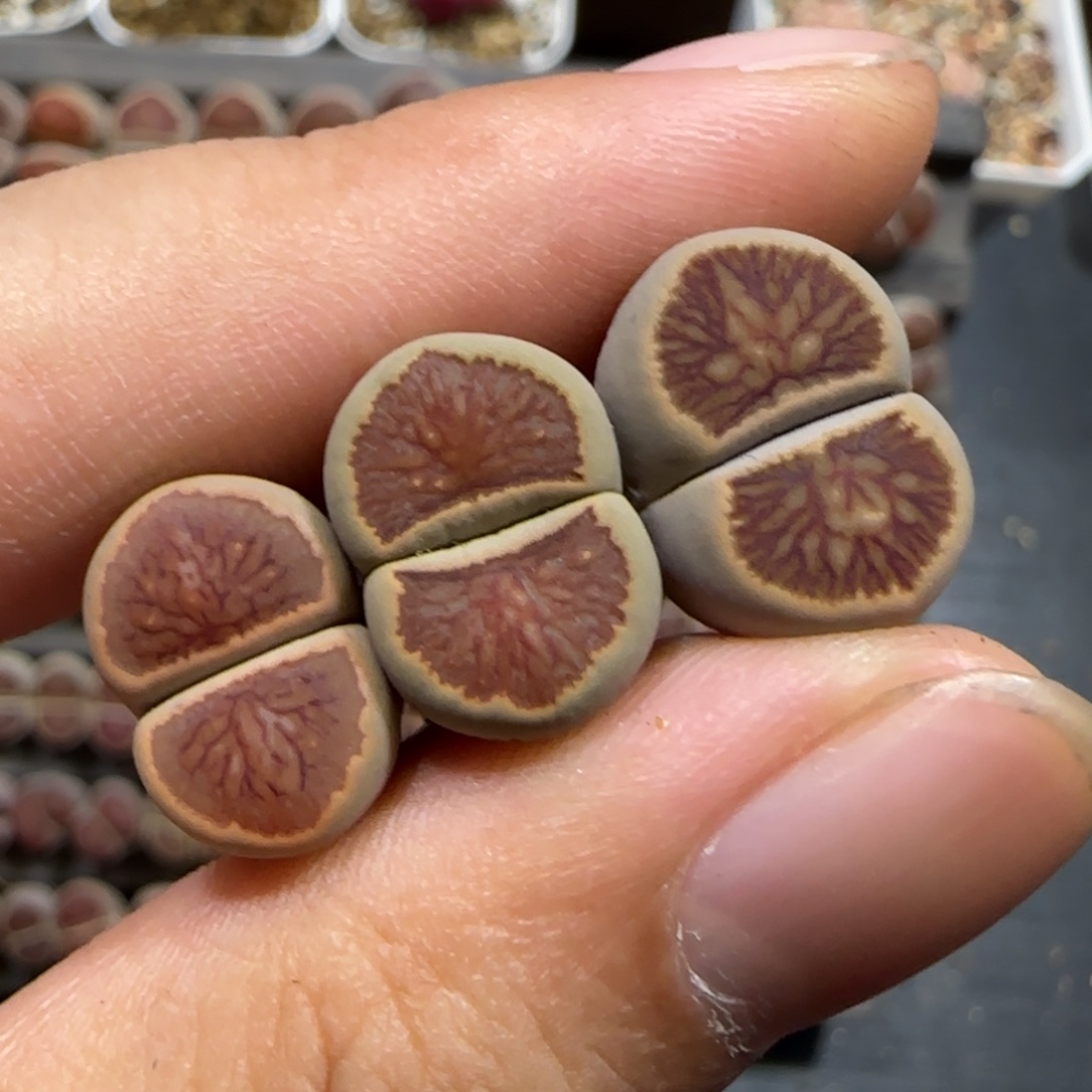 捣***熊12.11。脱土发。菊x3。  2053