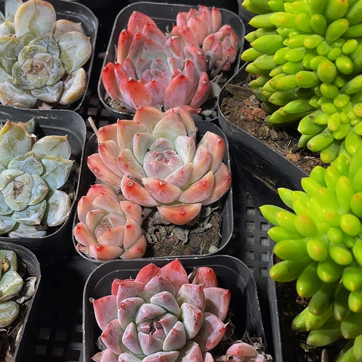 如梦令带盆土发货