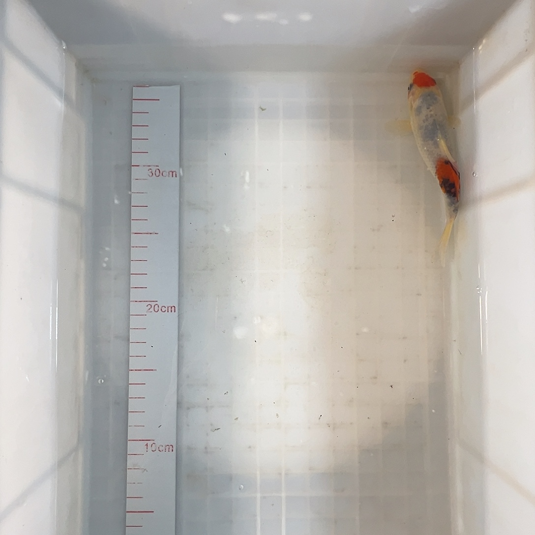 锦鲤丸顶大正三色