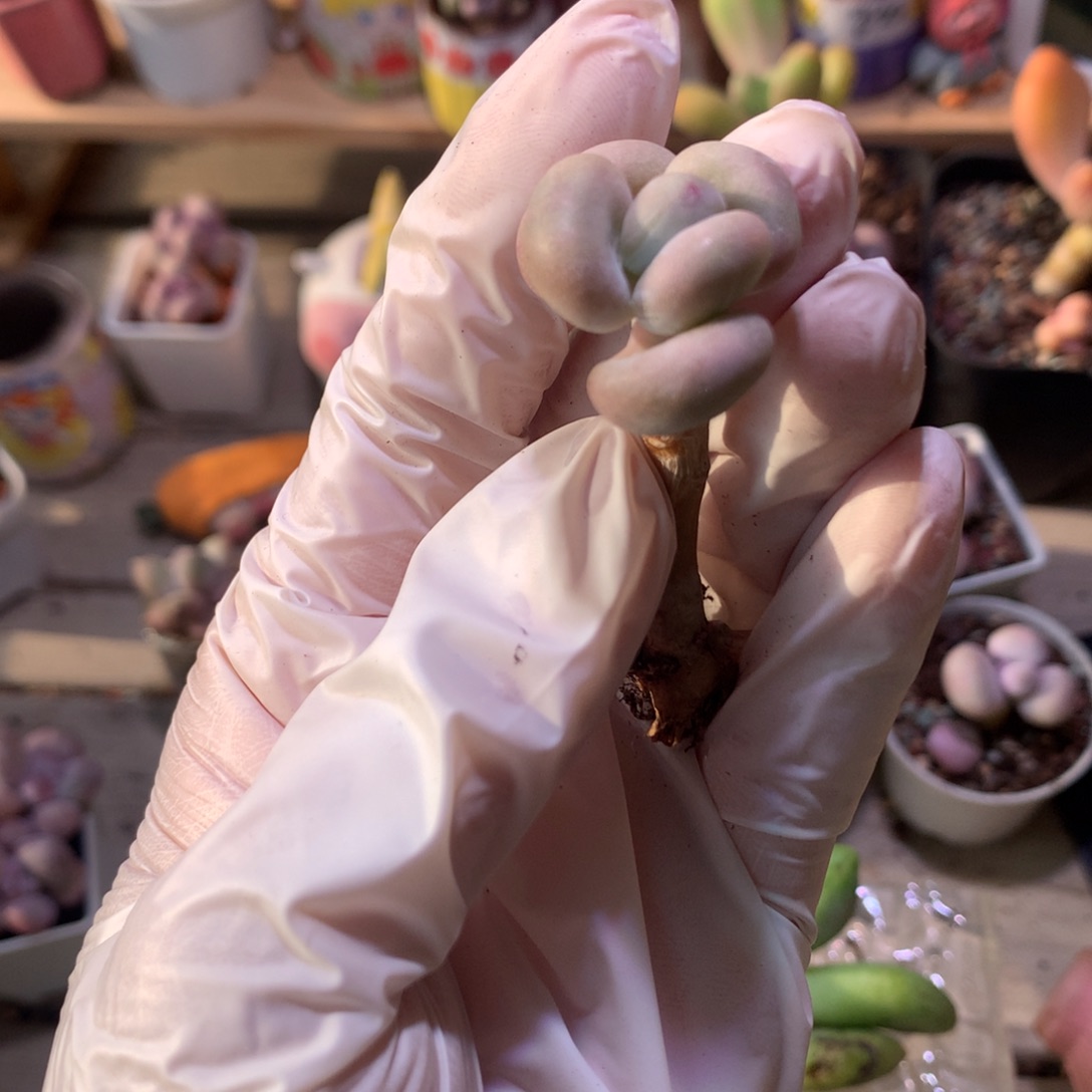 油煎奶酪多肉，youjiannv