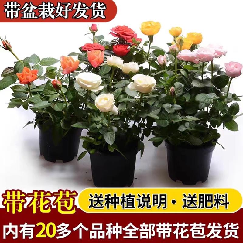 玫瑰花盆栽四季开花果汁阳台月季带花苞室内外庭院好养绿植物