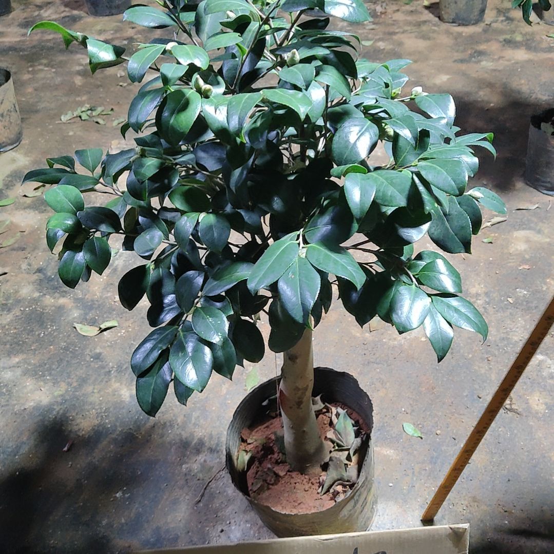 全部花苞粉夏茶花不包邮
