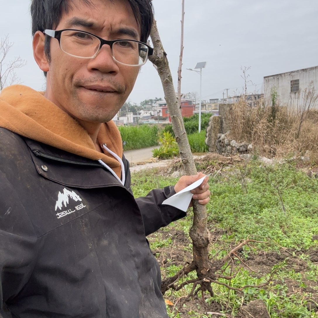 当前无花栽培后可以开花82