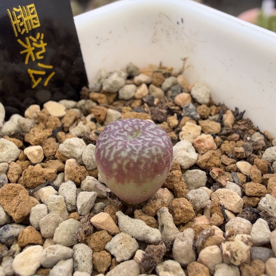 墨染公 wtt 12-2-L5 