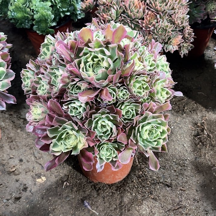 筱**。多肉植物法师白凤109